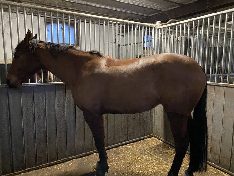 Pension & suivi CSO Haras 1h N Paris