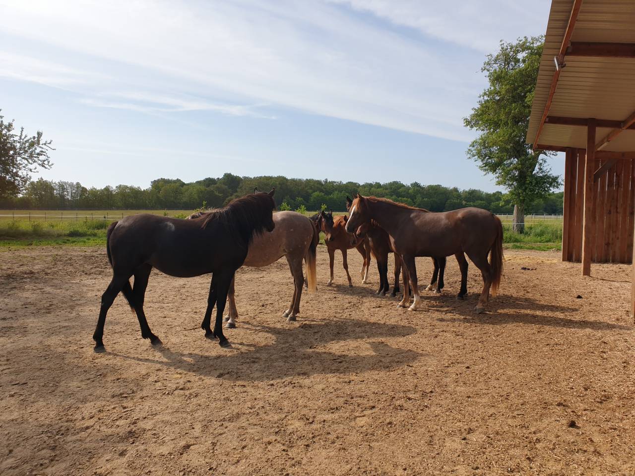 pension de cheval en retraite au pr&eacute; &agrave; partir 150&euro; HT