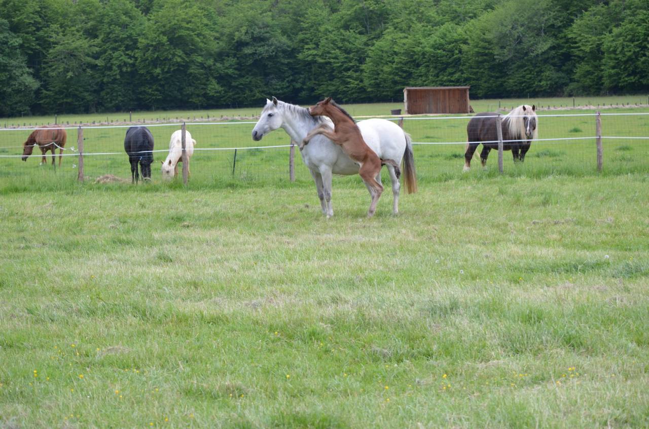 pension de cheval en retraite au pr&eacute; &agrave; partir 150&euro; HT