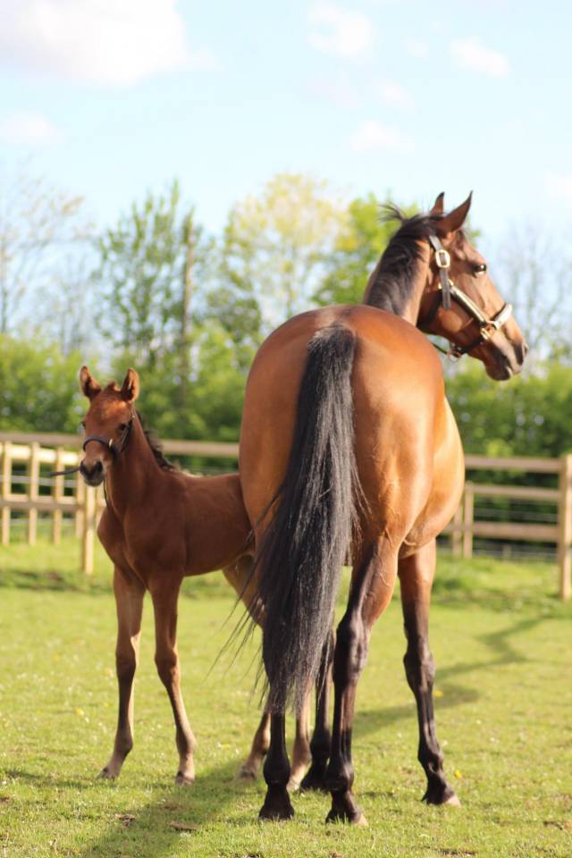 Ostéopathe animalier Hauts de France - Ilona MENANTEAU