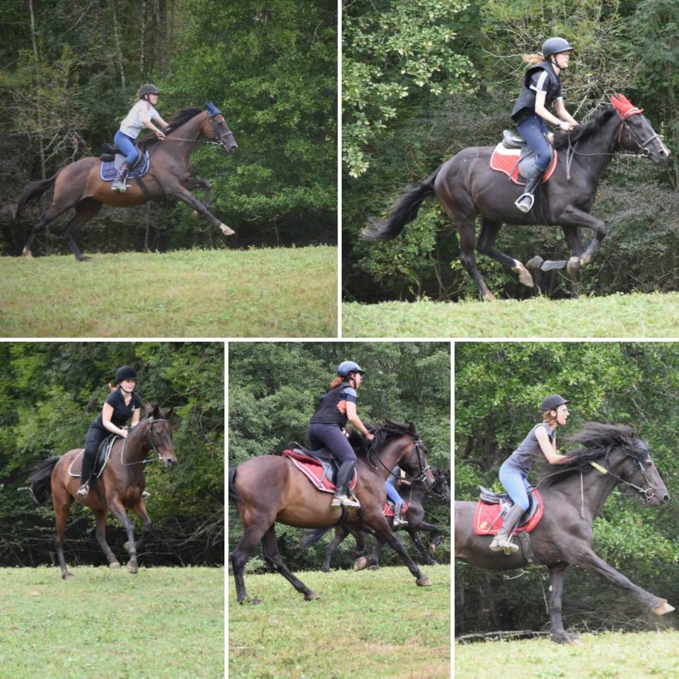 Pensions et demi-pensions chevaux loisir