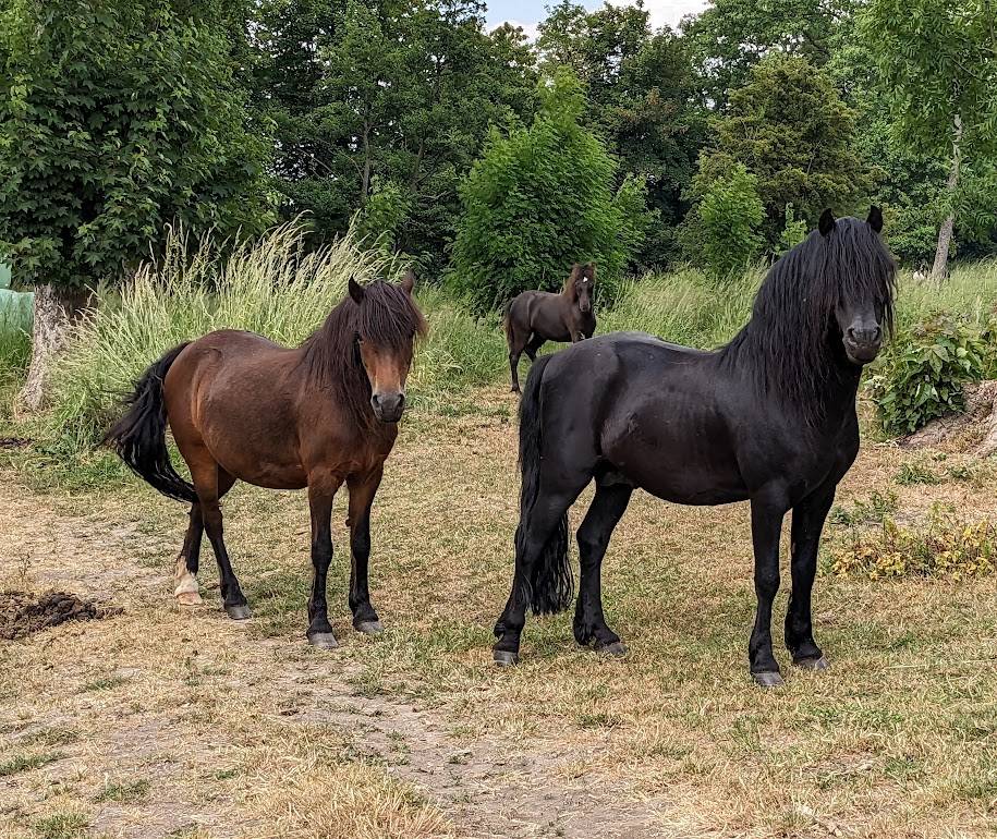 Etalon DARTMOOR Royal Blue Winsmill