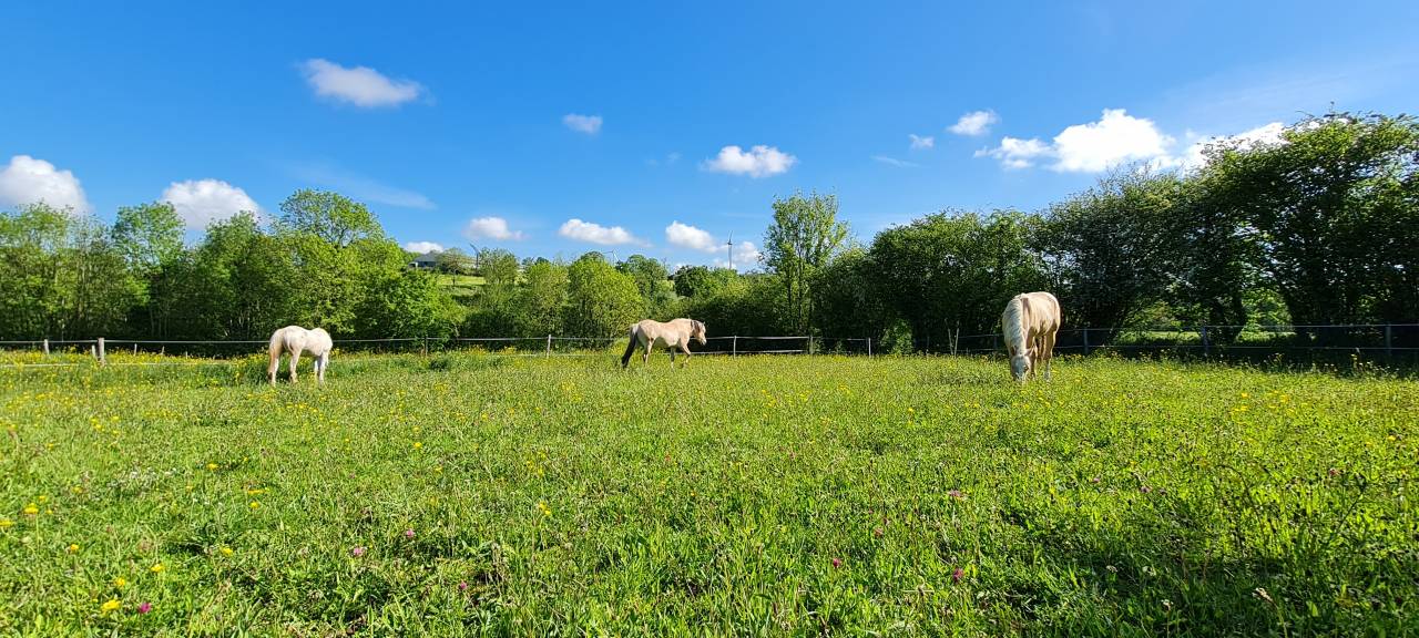 Pension chevaux
