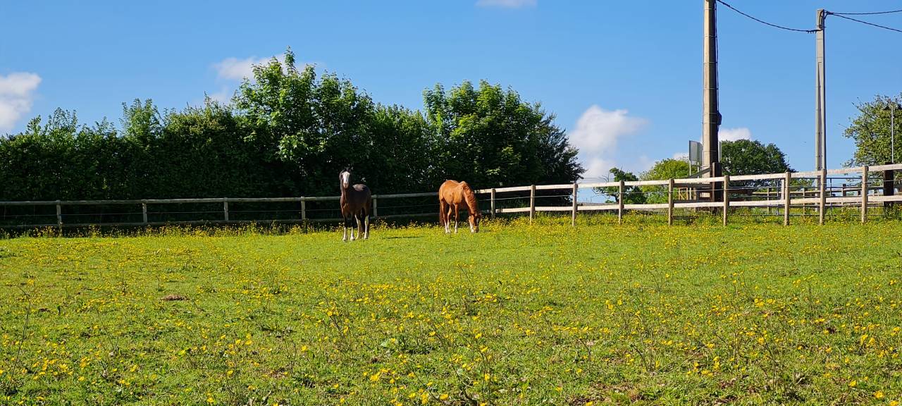 Pension chevaux