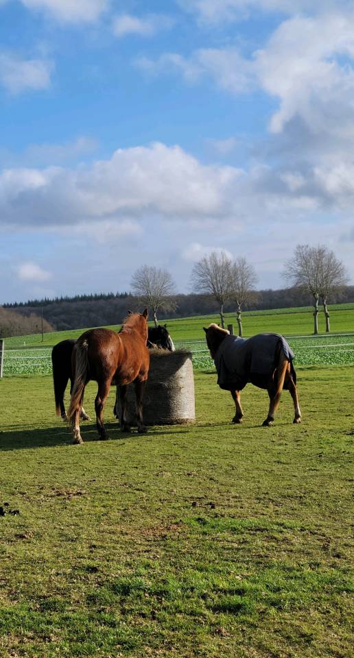 Pension chevaux - Association Rosario (28)