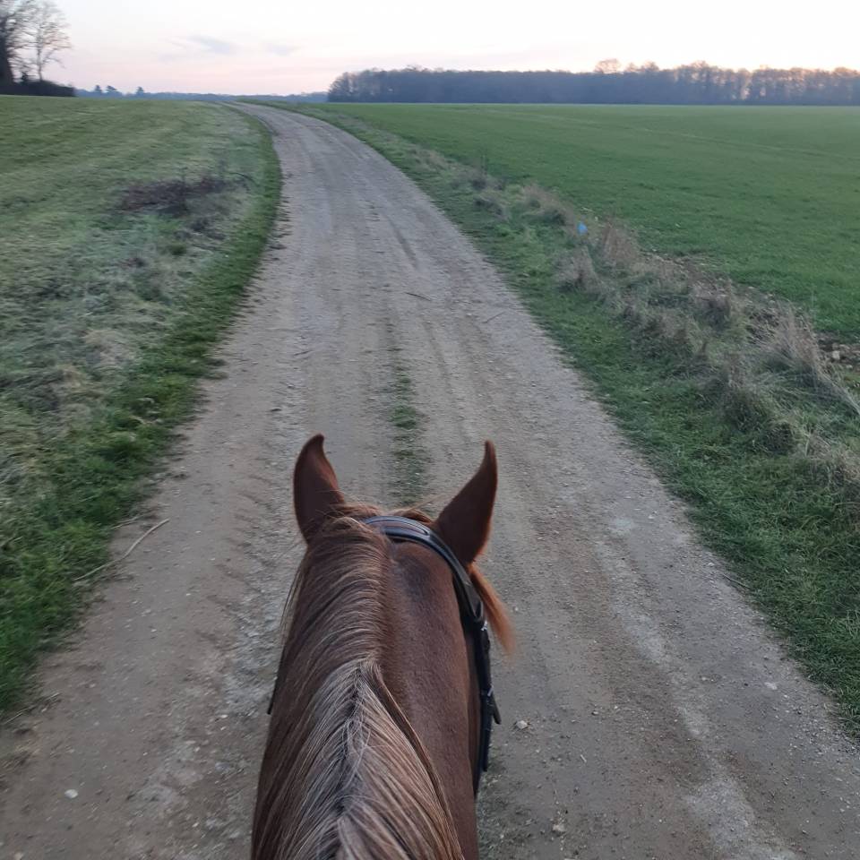 Pension chevaux - Association Rosario (28)