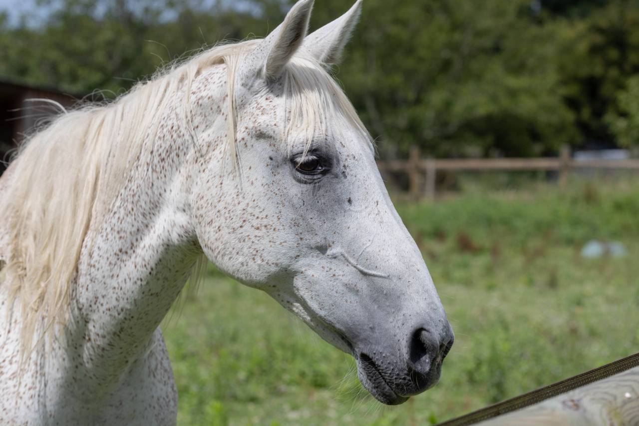 Pension et Ecurie en Nord Gironde