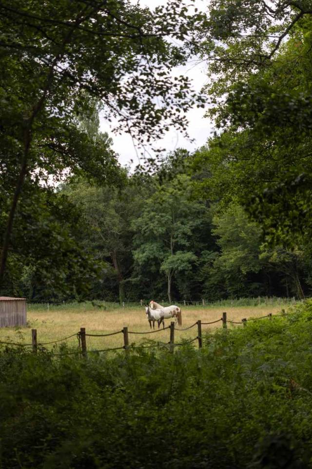 Pension et Ecurie en Nord Gironde