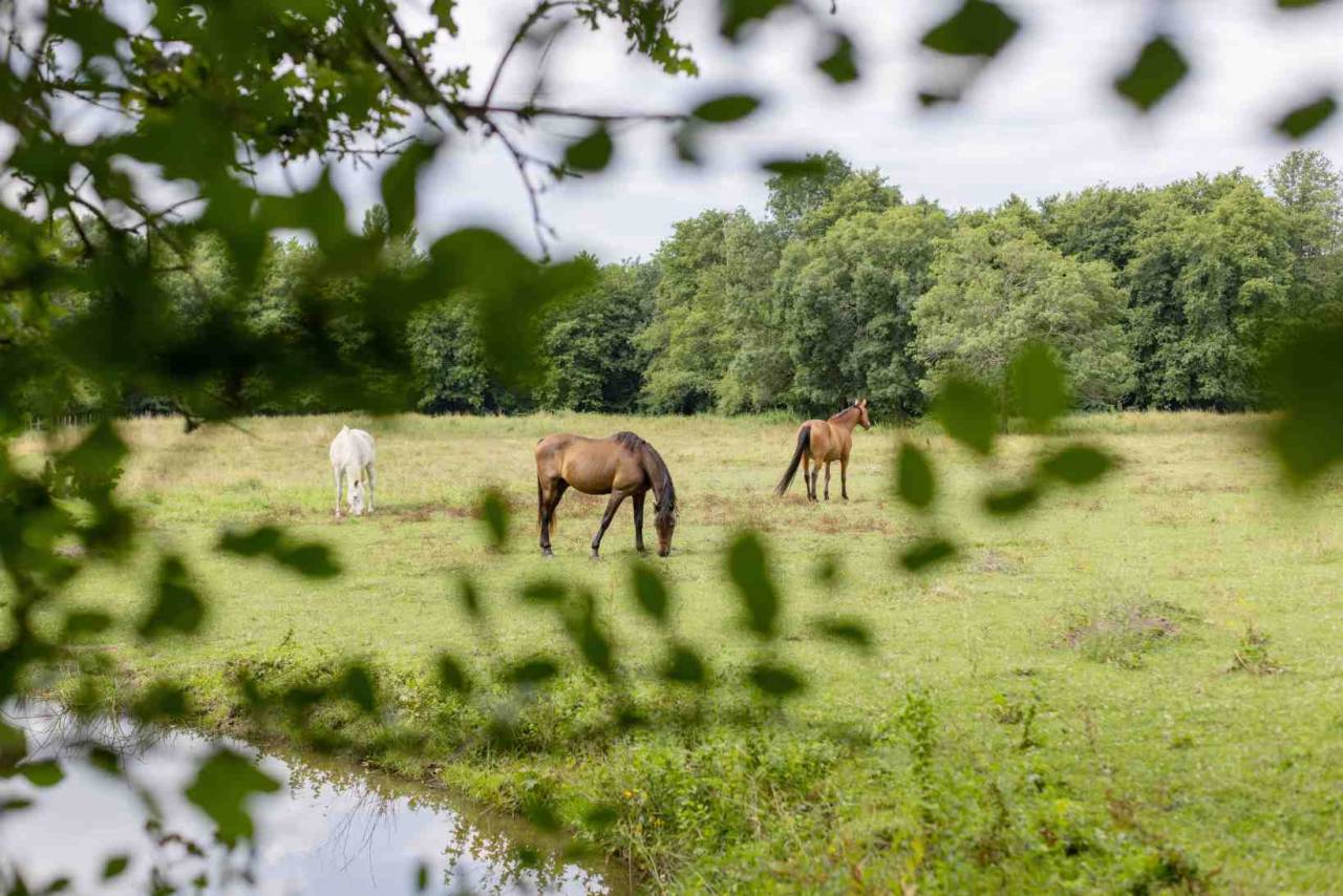 Pension et Ecurie en Nord Gironde