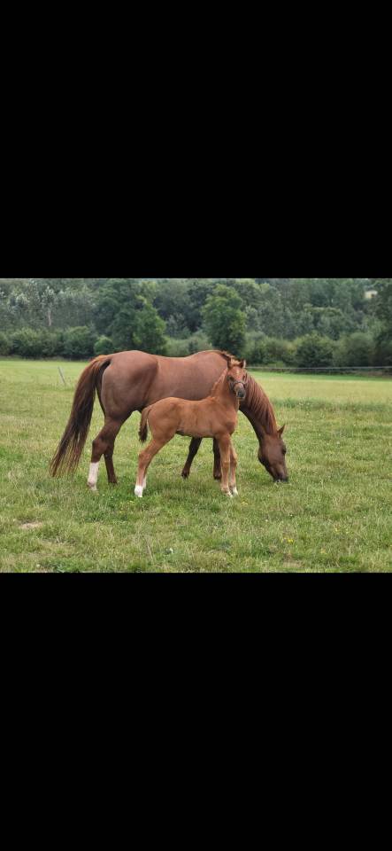 Pension Pr&eacute; - Haras MEA (22)