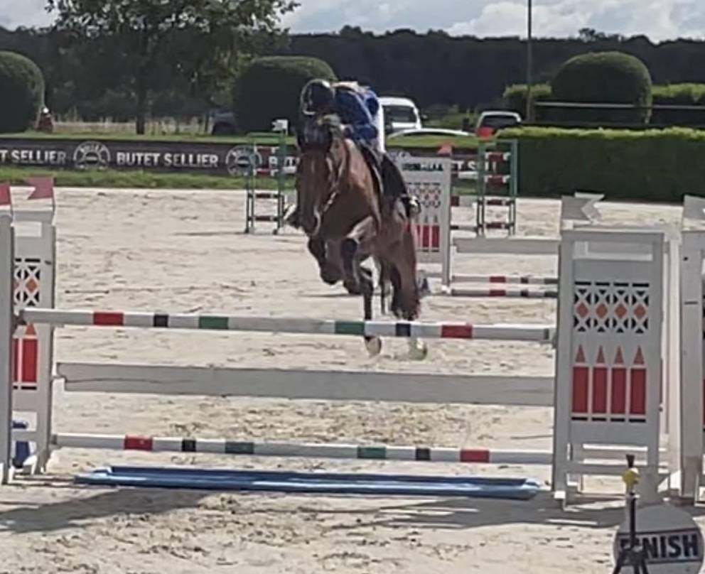 Superbe Hongre 6 ans - potentiel AMATEUR ELITE / 135 