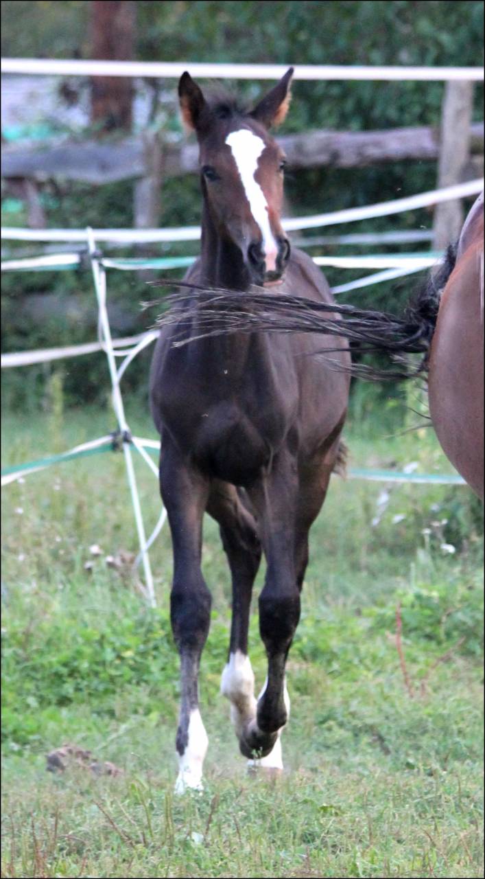 FOAL EXCEL ORIGINES - QUEL HOMME DE HUS -MERE ISO141