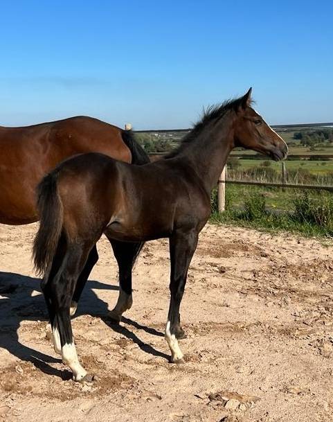 FOAL EXCEL ORIGINES - QUEL HOMME DE HUS -MERE ISO141