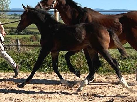 FOAL EXCEL ORIGINES - QUEL HOMME DE HUS -MERE ISO141