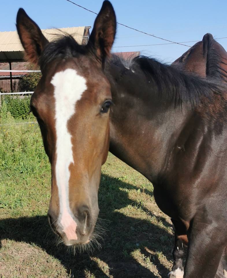 FOAL EXCEL ORIGINES - QUEL HOMME DE HUS -MERE ISO141