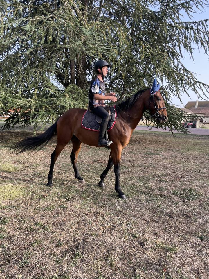 CHEVAL TROTTEUR FRANCAIS : IGOR STAR