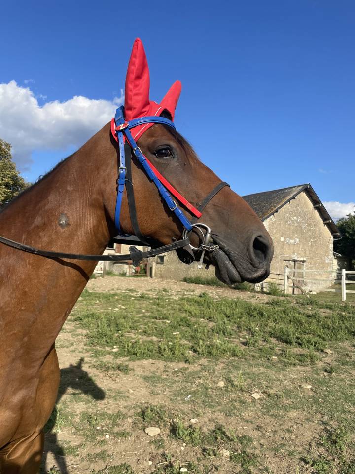 CHEVAL TROTTEUR FRANCAIS : FALBALA D'IRAI