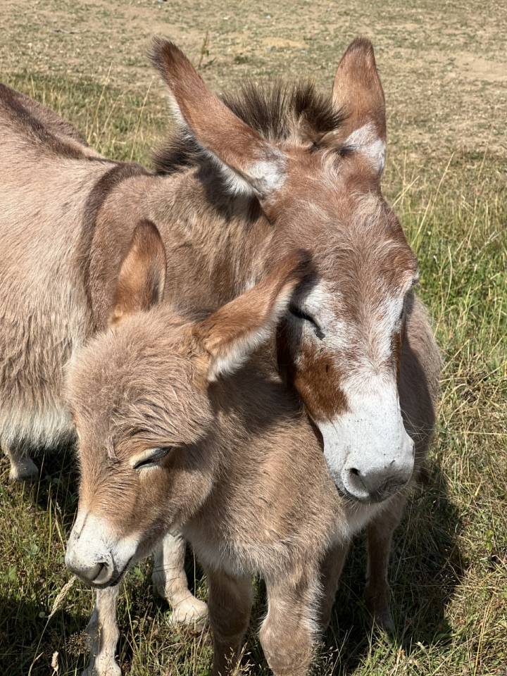 Anons miniatures et micro miniatures &agrave; r&eacute;server pr 2025