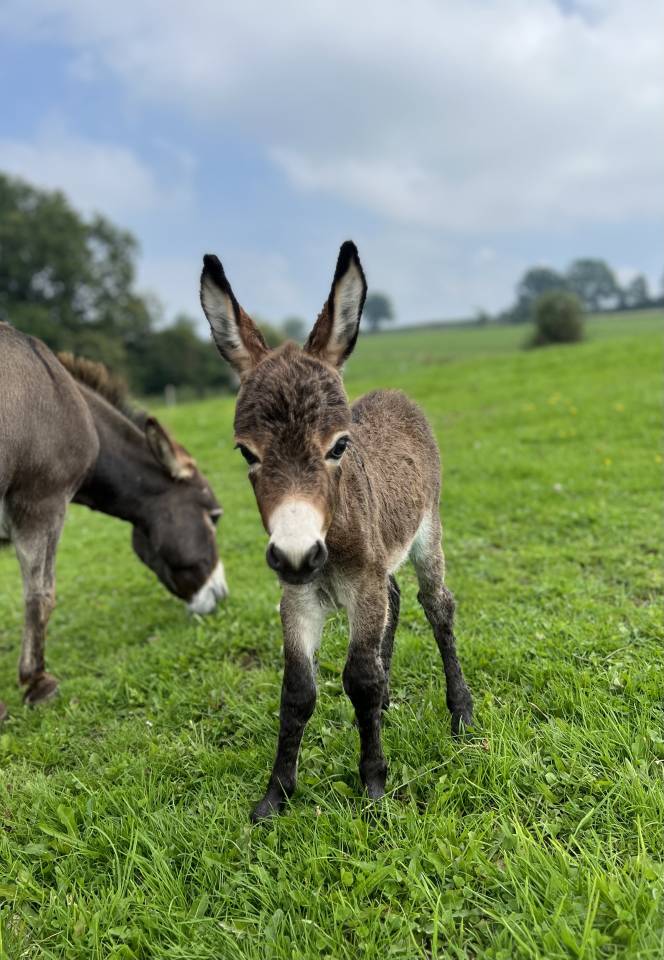 Anons miniatures et micro miniatures &agrave; r&eacute;server pr 2025