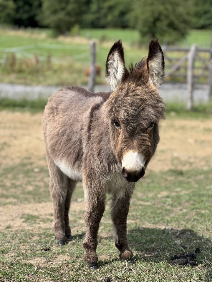 Anons miniatures et micro miniatures &agrave; r&eacute;server pr 2025