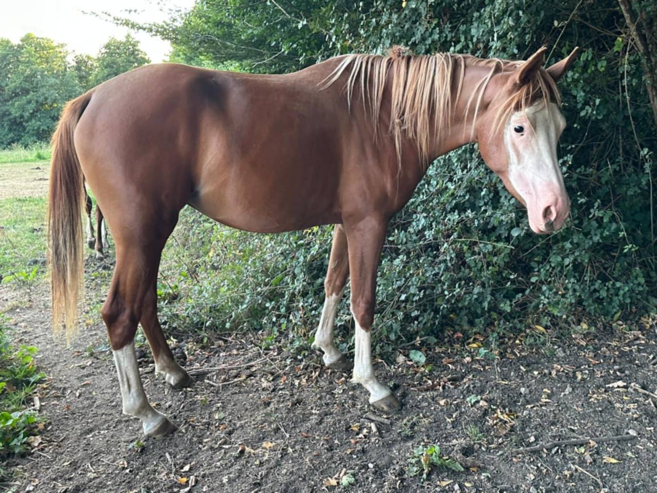 Pouliche DSA ovéro + DW34 + nd1