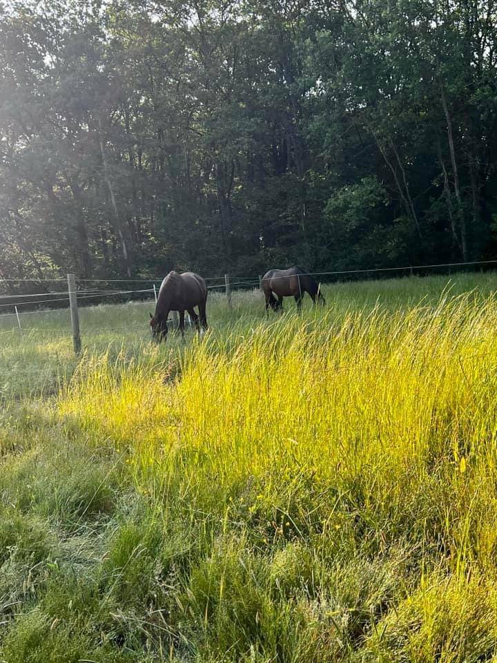 Les &Eacute;curies CLB Sporthorses 