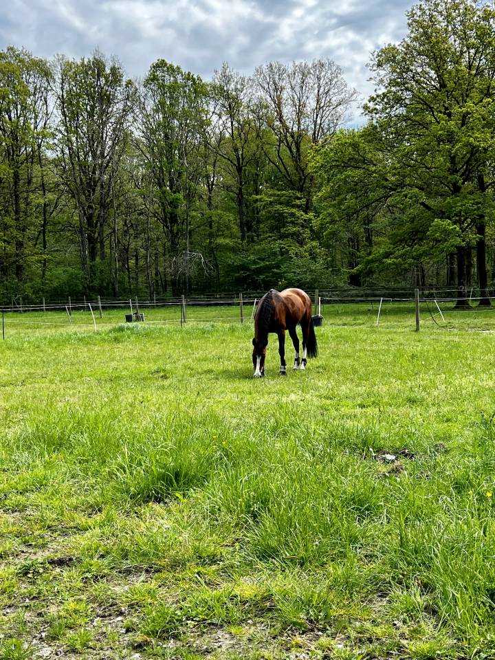 Les &Eacute;curies CLB Sporthorses 