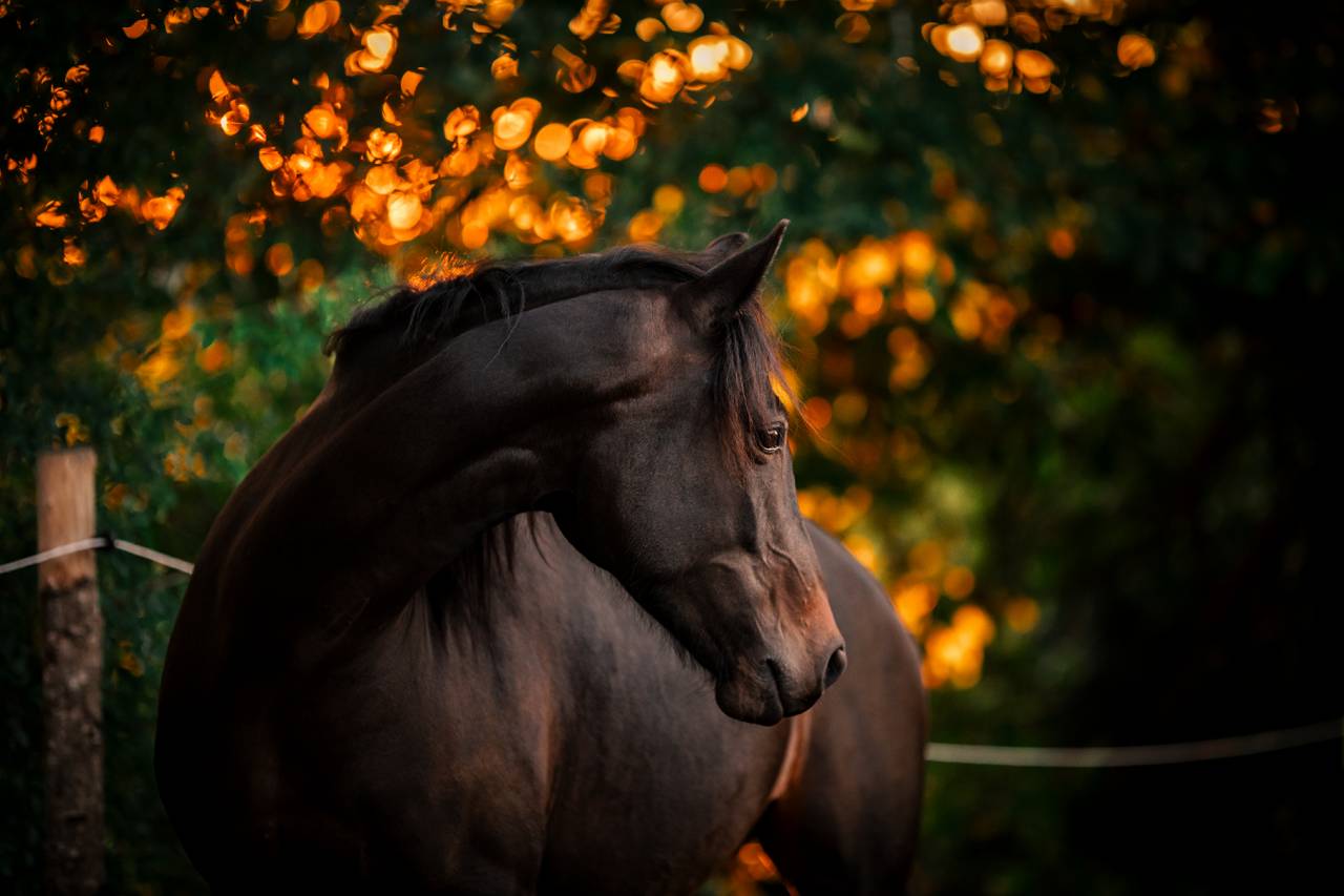 Formation : Devenez Coach Equi-Emotions