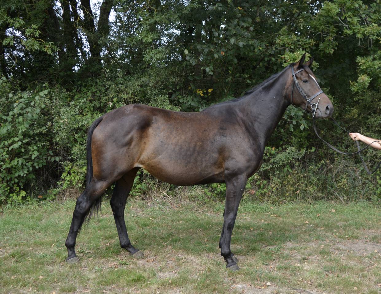 Très belle jument 4ans