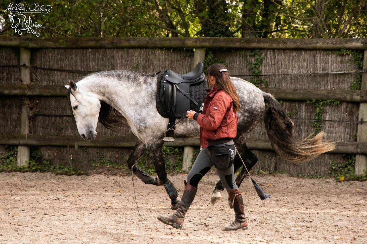 Equi Clever H : Formations en équitation éthologique
