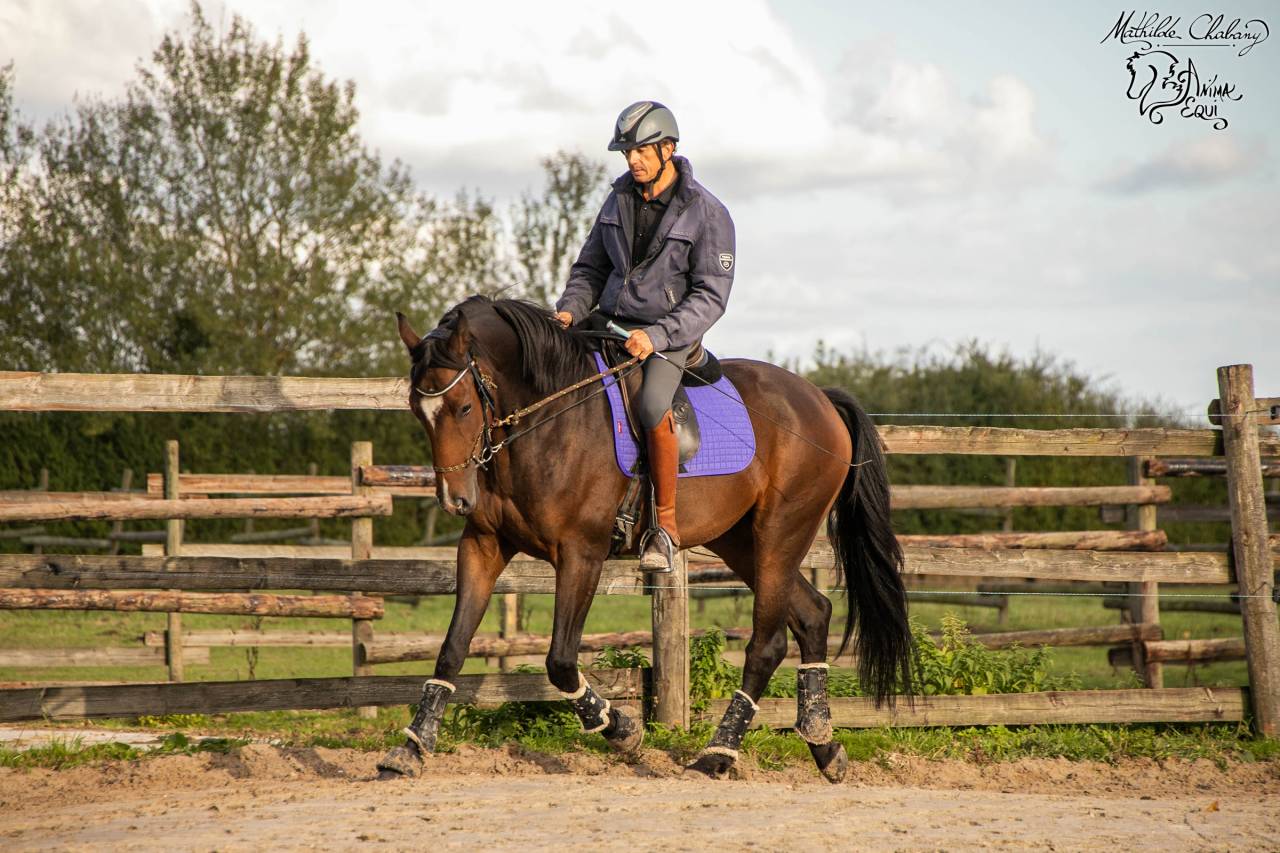 Equi Clever H : Formations en équitation éthologique