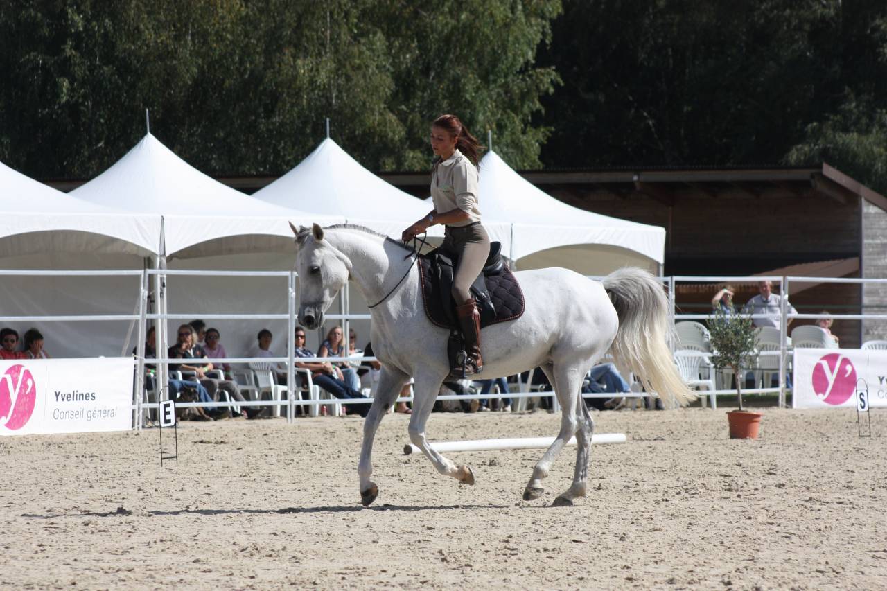 Equi Clever H : Formations en équitation éthologique