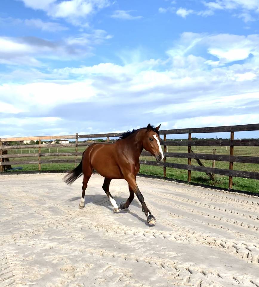 Pension pré/ box - Ecurie ENH (33)
