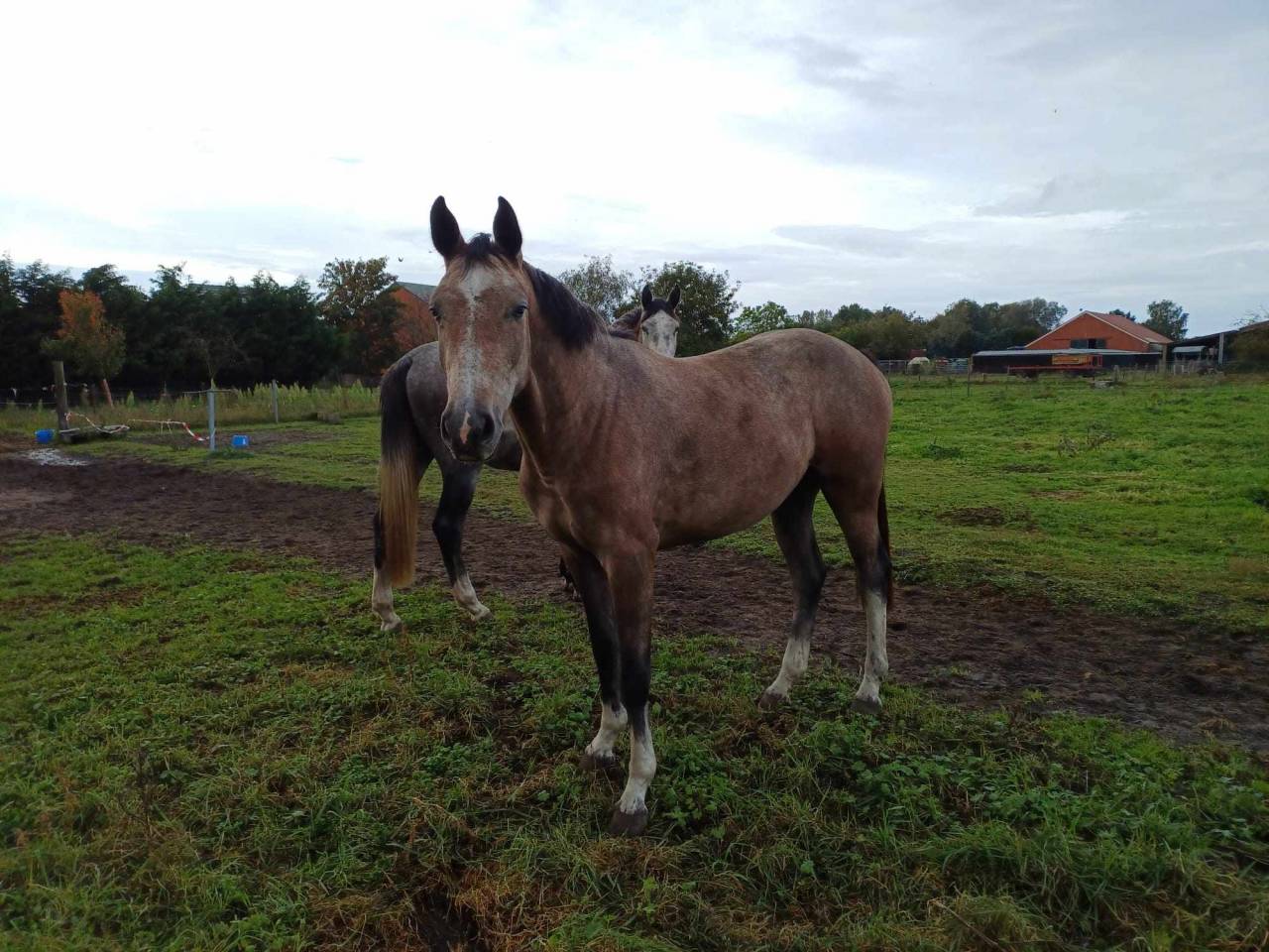 A vendre pouliche de 4 ans de Korado de Baudignies 