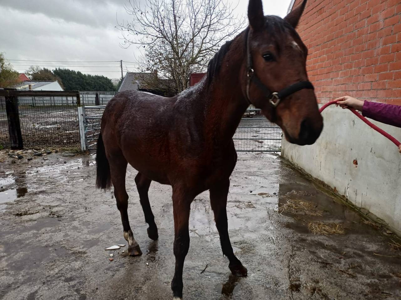 A vendre cheval entier de 2,5 ans CSO
