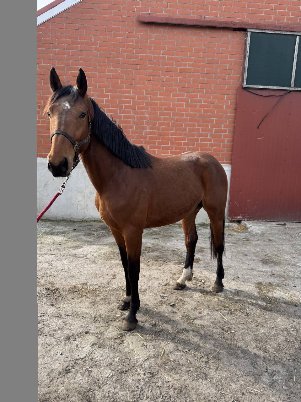 A vendre cheval entier de 3 ans CSO