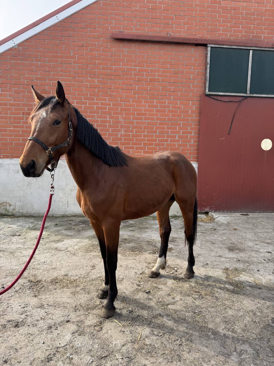 A vendre cheval entier de 3 ans CSO