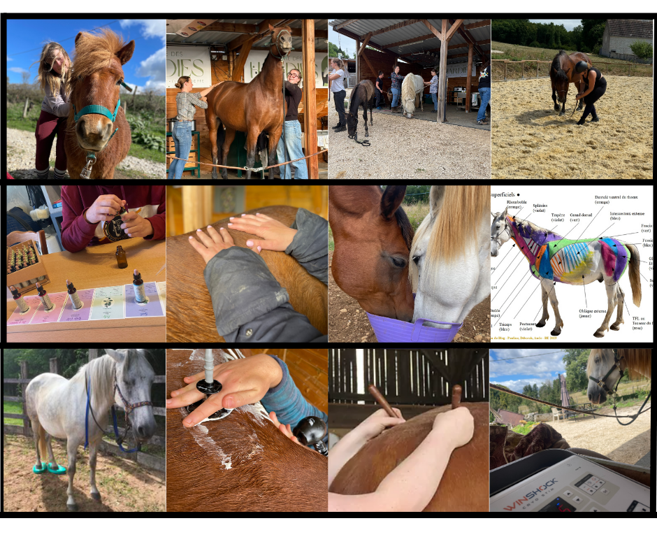 Formation Technicien du Bien-&ecirc;tre &eacute;quin