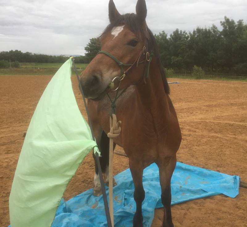 Stage formation aux savoirs en équitation éthologique