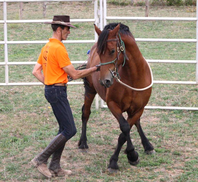 Stage formation aux savoirs en équitation éthologique