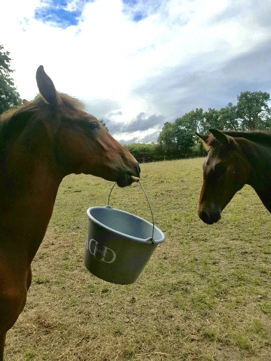 Pension box/pr&eacute; - Ecurie de propri&eacute;taires (85)