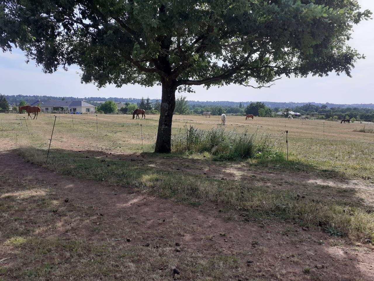 Retraite chevaux - Ecurie de la Dev&egrave;ze (12)