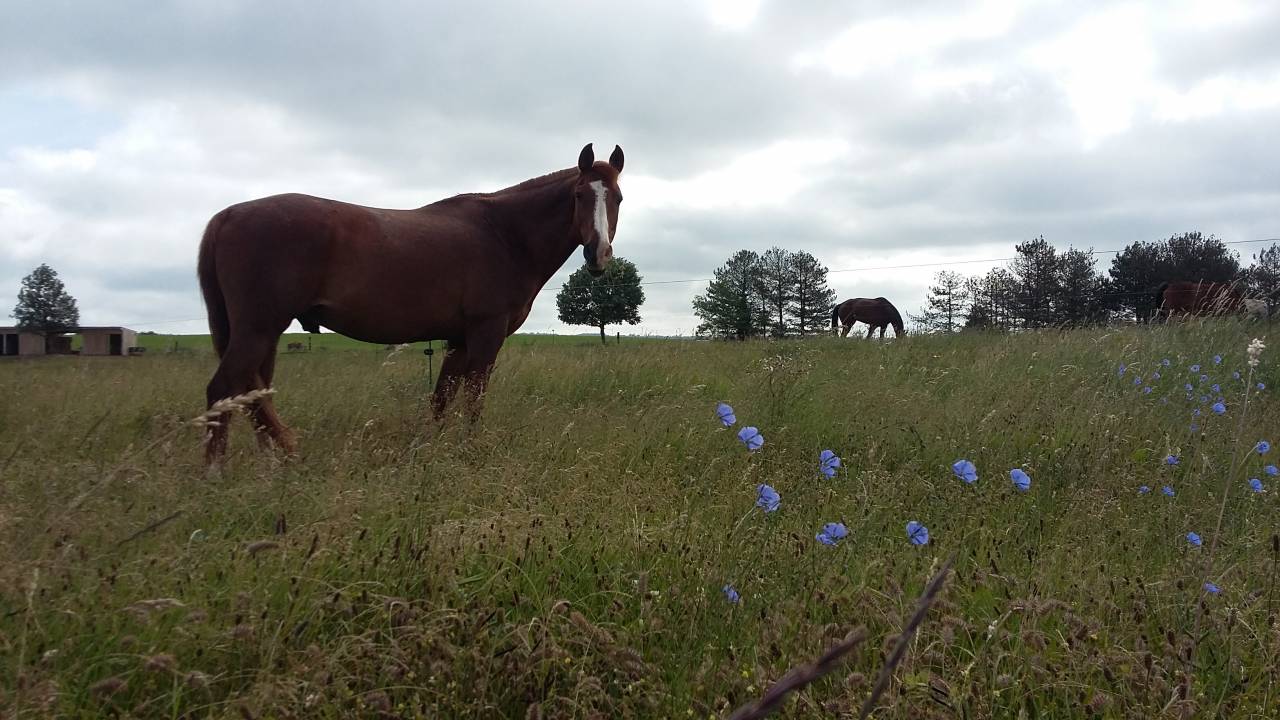 Retraite chevaux - Ecurie de la Dev&egrave;ze (12)