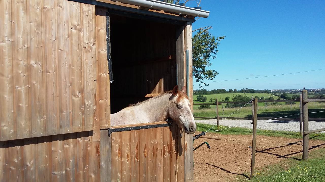 Retraite chevaux - Ecurie de la Dev&egrave;ze (12)