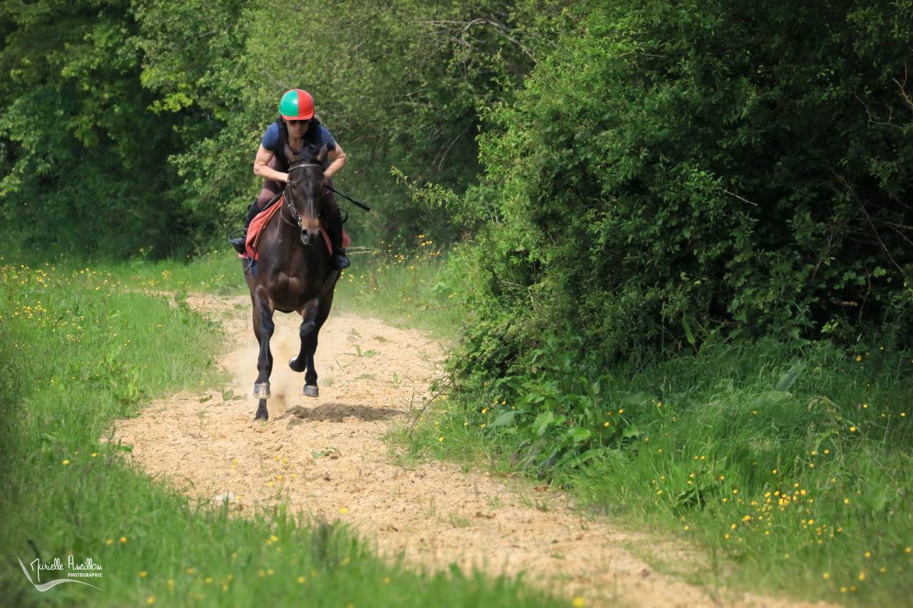 JUMENT ANGLO-ARABE 37,5%  BAI NEE EN 2020