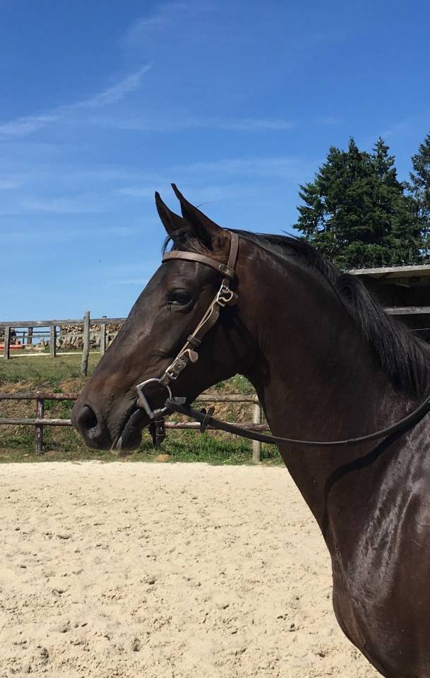 JUMENT ANGLO-ARABE 37,5%  BAI NEE EN 2020