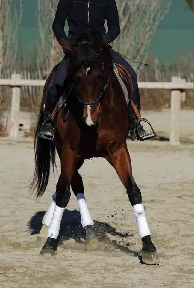 PENSIONS Prés, Paddocks,Retraite, Box...es