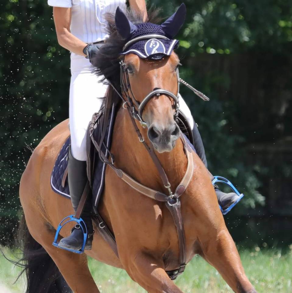 PENSIONS Prés, Paddocks,Retraite, Box...es