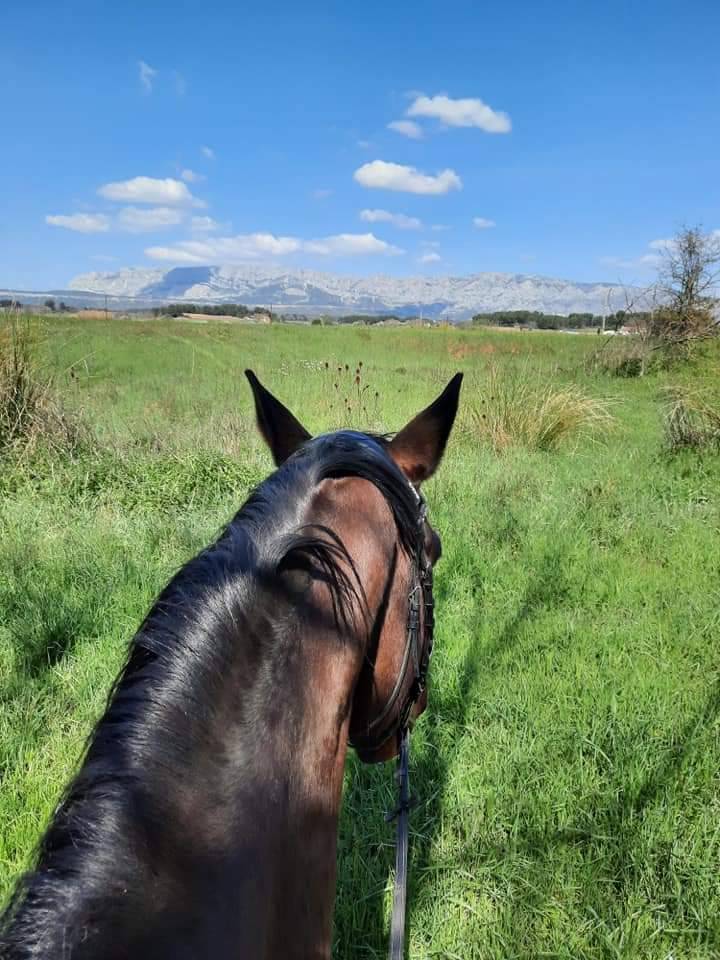 PENSIONS Prés, Paddocks,Retraite, Box...es