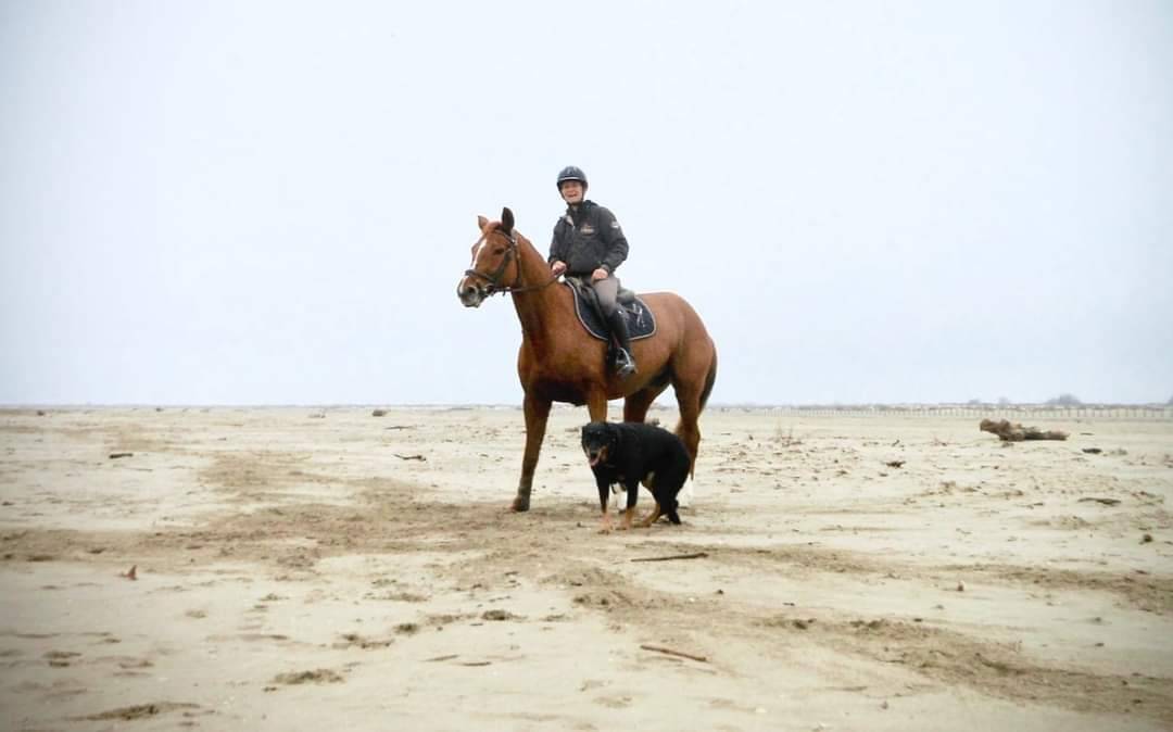 PENSIONS Prés, Paddocks,Retraite, Box...es